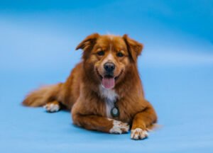 Dog scratching and itching symptoms guide