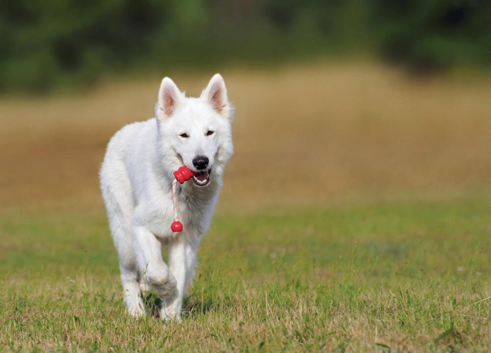 Dog feeding guide by weight and activity