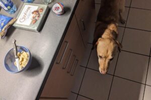 Dog Vaccination Schedule: What Every Owner Needs to Know