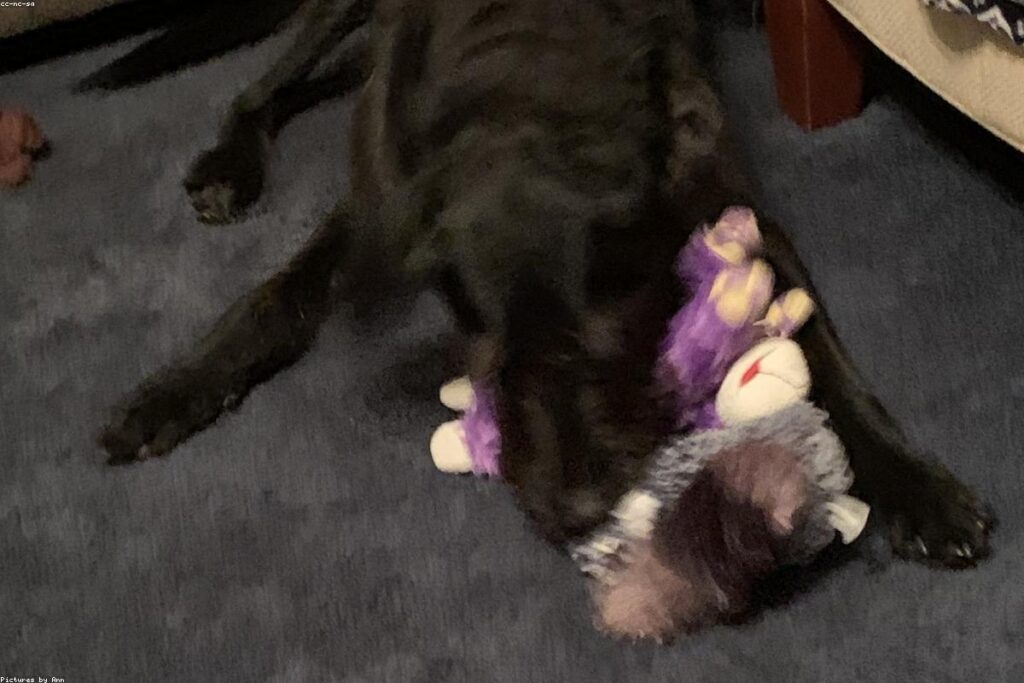 Best dog toys for different play styles