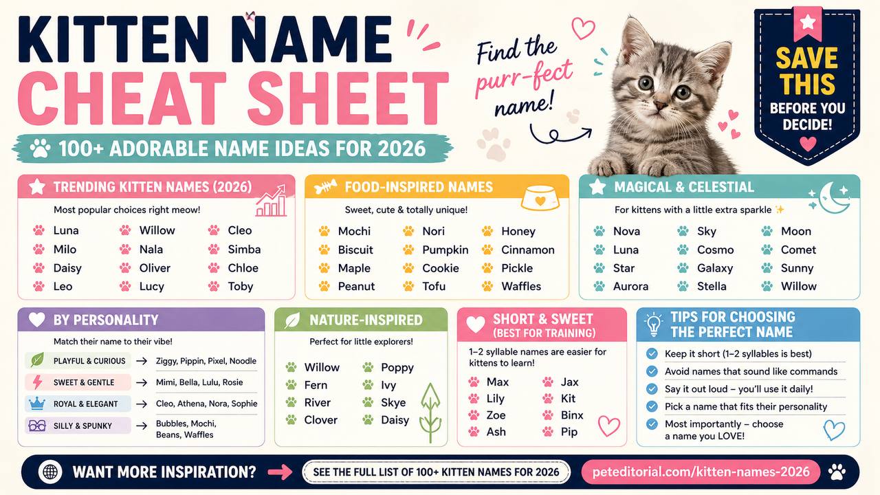 Kitten Names for 2026 cheat sheet
