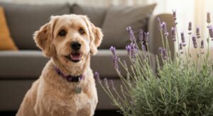 Row of lavender plants in a garden bed with a dog walking past