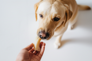 Can Dogs Eat Codfish? A Complete Safety Guide