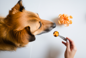 Can Dogs Eat Mandarin Oranges? A Complete Safety Guide