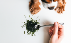 Can Dogs Eat Seaweed? A Complete Safety Guide